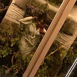 ホテル Bubble Glamping Sicily カターニア